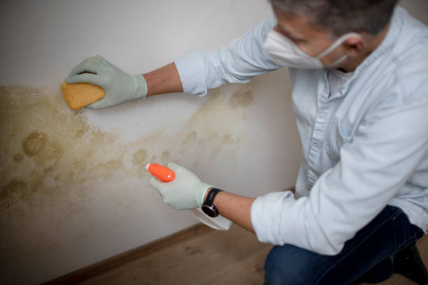 Best Certified Mold Removal  in Crestwood, MO