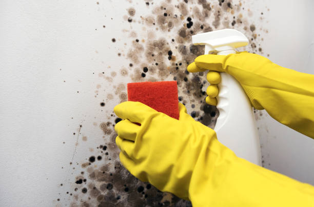 Best Mold Damage Repair  in Crestwood, MO