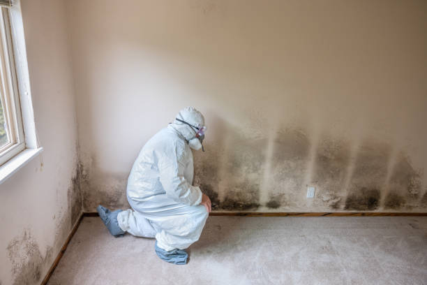 Certified Mold Removal in Crestwood, MO