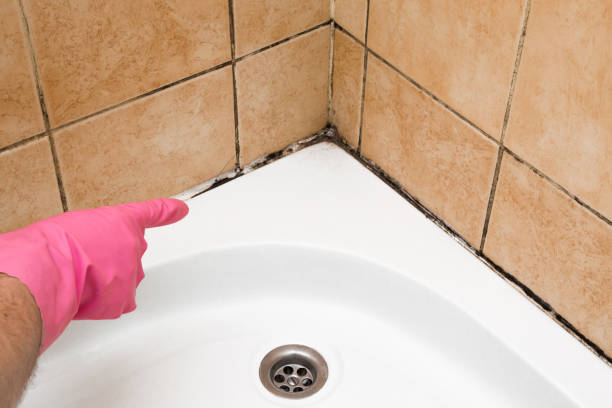 Best Fast Mold Removal  in Crestwood, MO